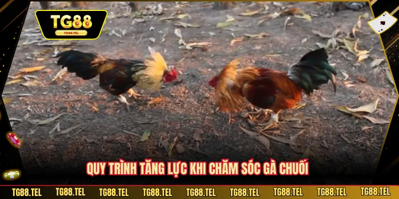 Quy trình tăng lực khi chăm sóc gà chuối